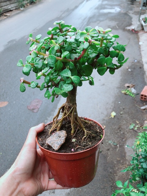 Cây Lá Ngọc Thân Cổ Thụ