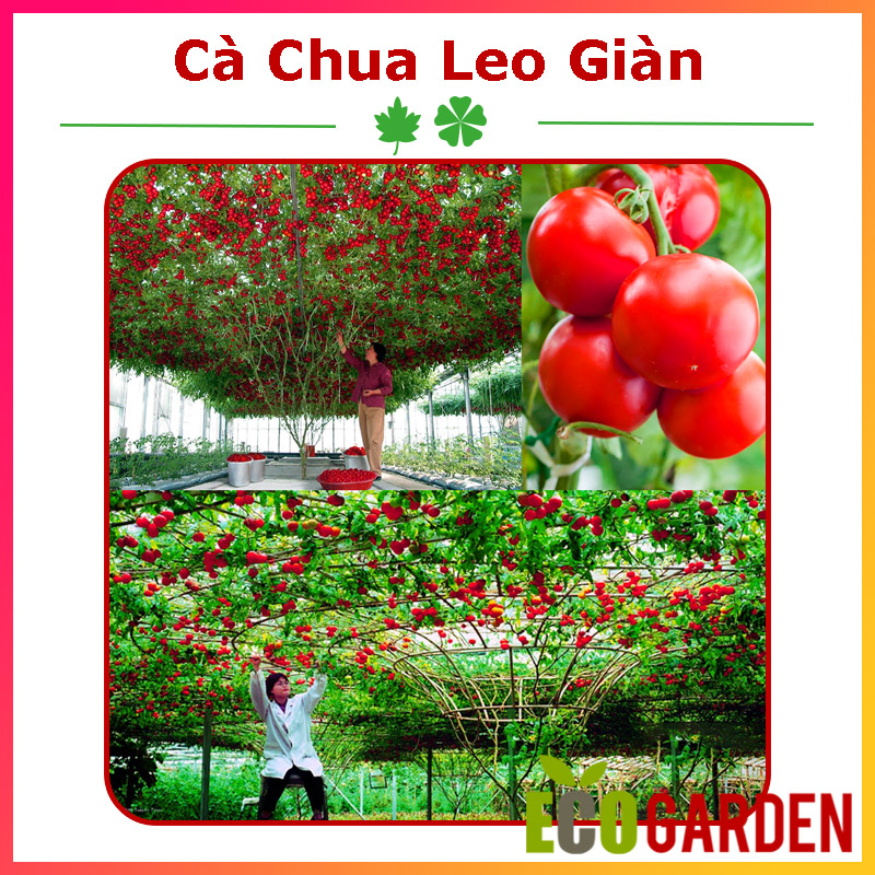 Hạt Giống Cà Chua Leo Giàn (Cà Chua Bạch Tuộc) Quả To (20H) (ECO.008)