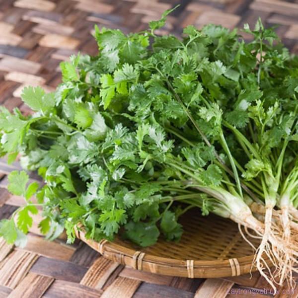[ sp Mới về] - Hạt giống rau mùi tía