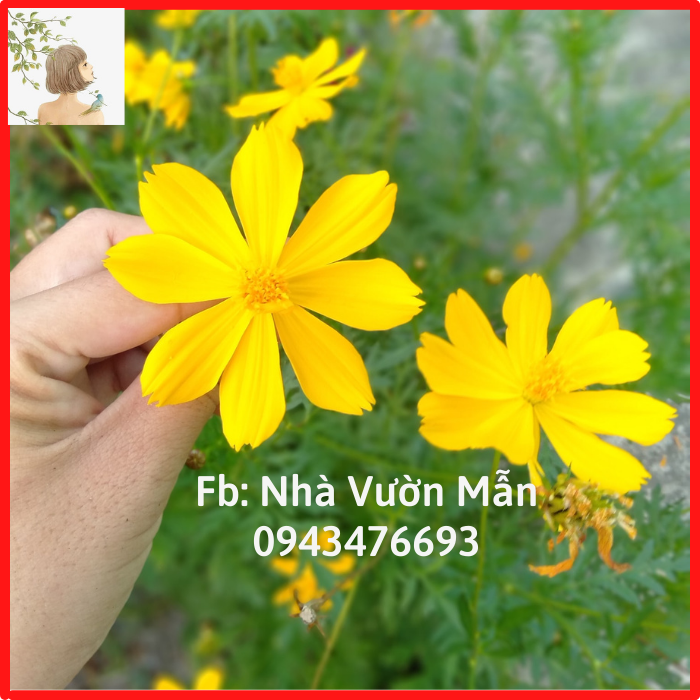 50 Hạt Hoa Sao Nhái (Mix Màu)