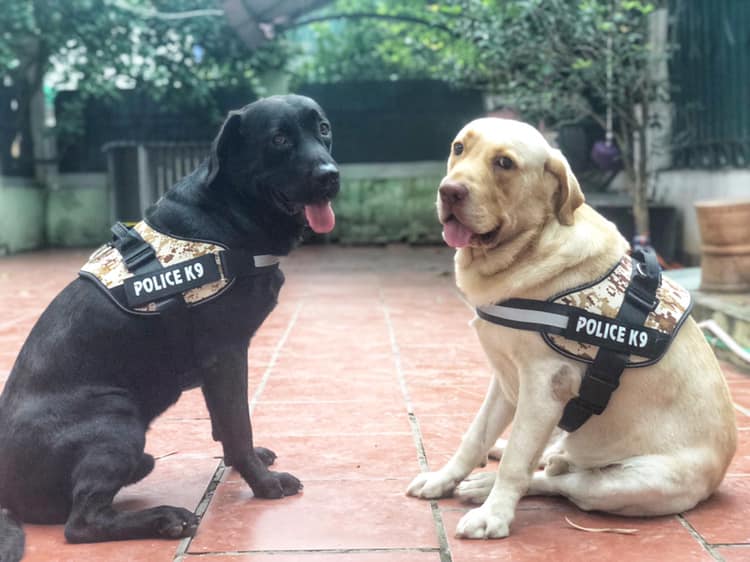 Đai lưng, dây yếm dắt chó police k9 viền phản quang