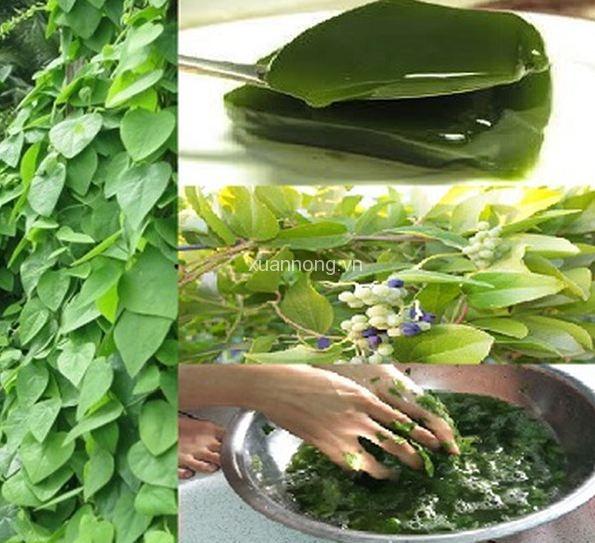 Furry Ginseng Seeds - Pack of 30 Seeds
