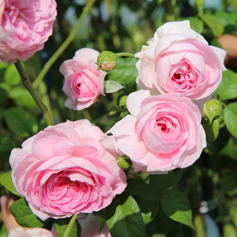 cây hoa Hồng Mon Coeur Rose