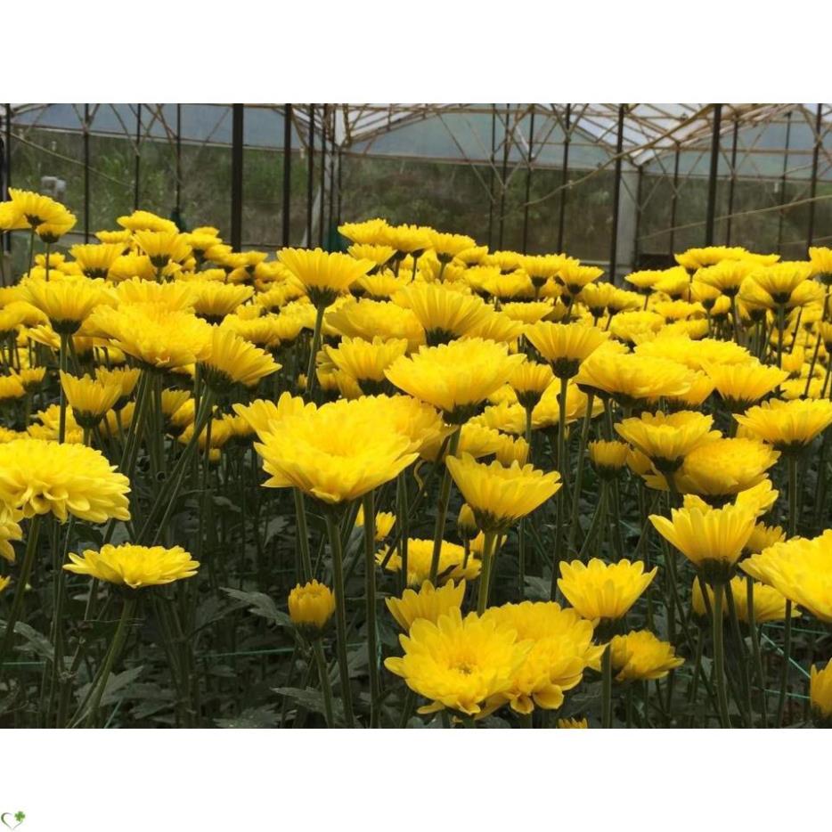 HẠT GIỐNG HOA CÚC ĐÀ LẠT - GÓI 5 GRAM