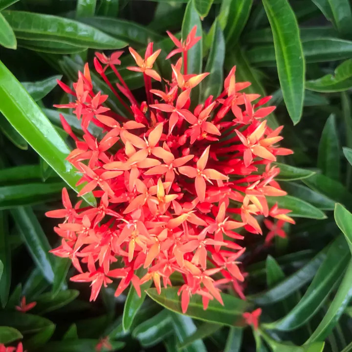 [Cây giống hoa] trang kim hoa đỏ (cây mini) - CayGiongTot