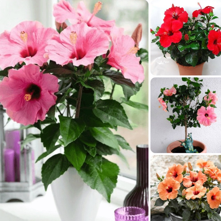 30 HẠT GIỐNG HOA DÂM BỤT LÙN