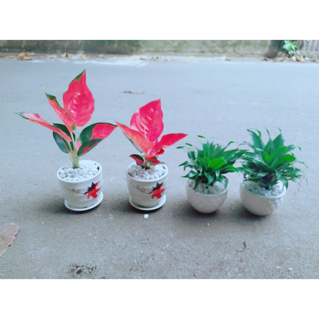 [HCM]Combo 1 Chậu Cây Phát Tài+1 Chậu Phú Quý Đỏ