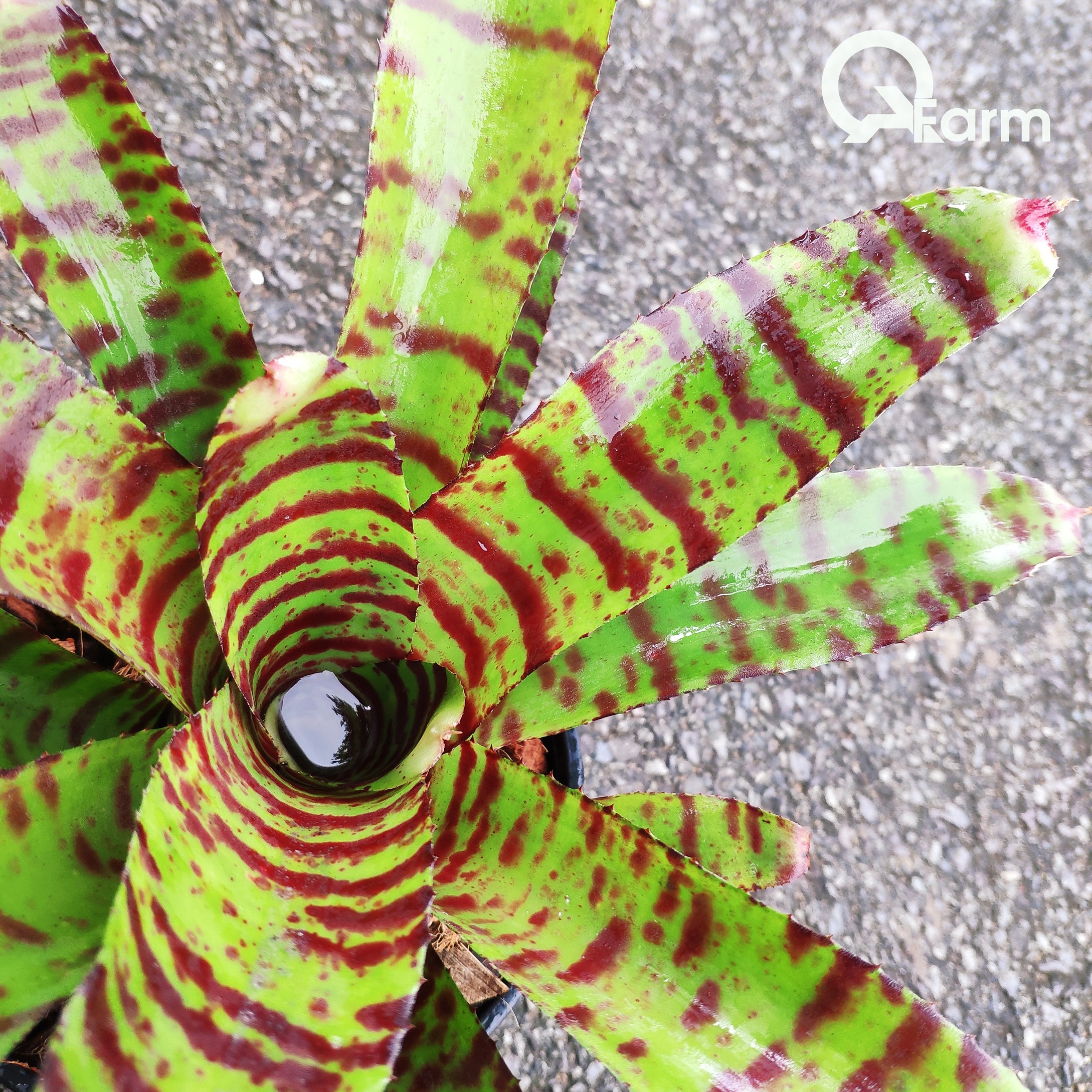 Dứa màu Nam Mỹ Neoregelia High Voltage