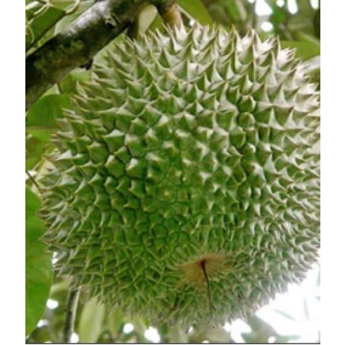CÂY GIỐNG SẦU RIÊNG BLACK THORN (cây ghép cho trái siêu sớm )