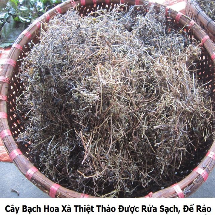 bạch hoa xà thiệt thảo khô