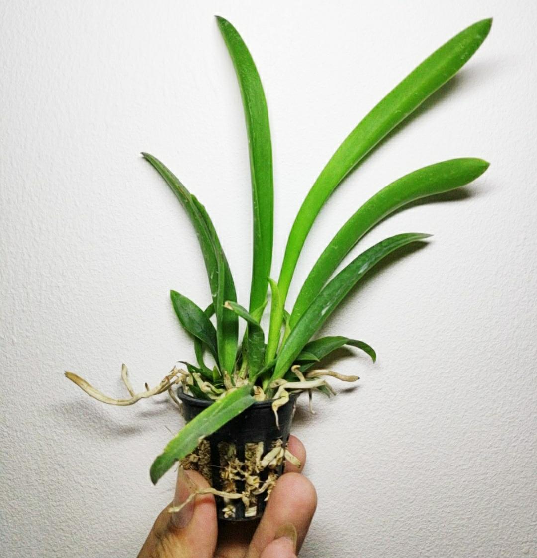 Lan Nữ Hoàng Bóng Đêm ( Brass)
