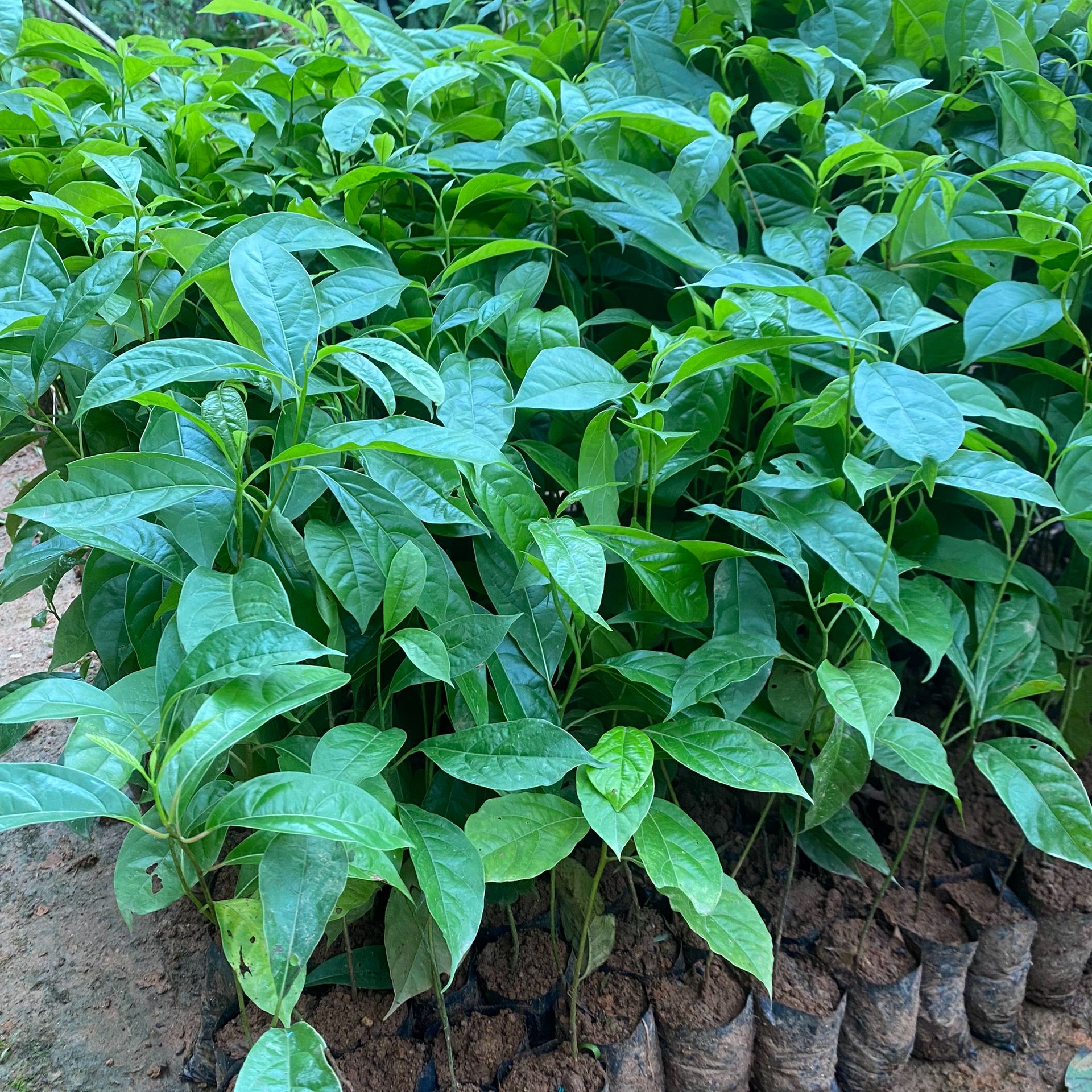 Giống Cây Gù Hương, Cây Xá Xị