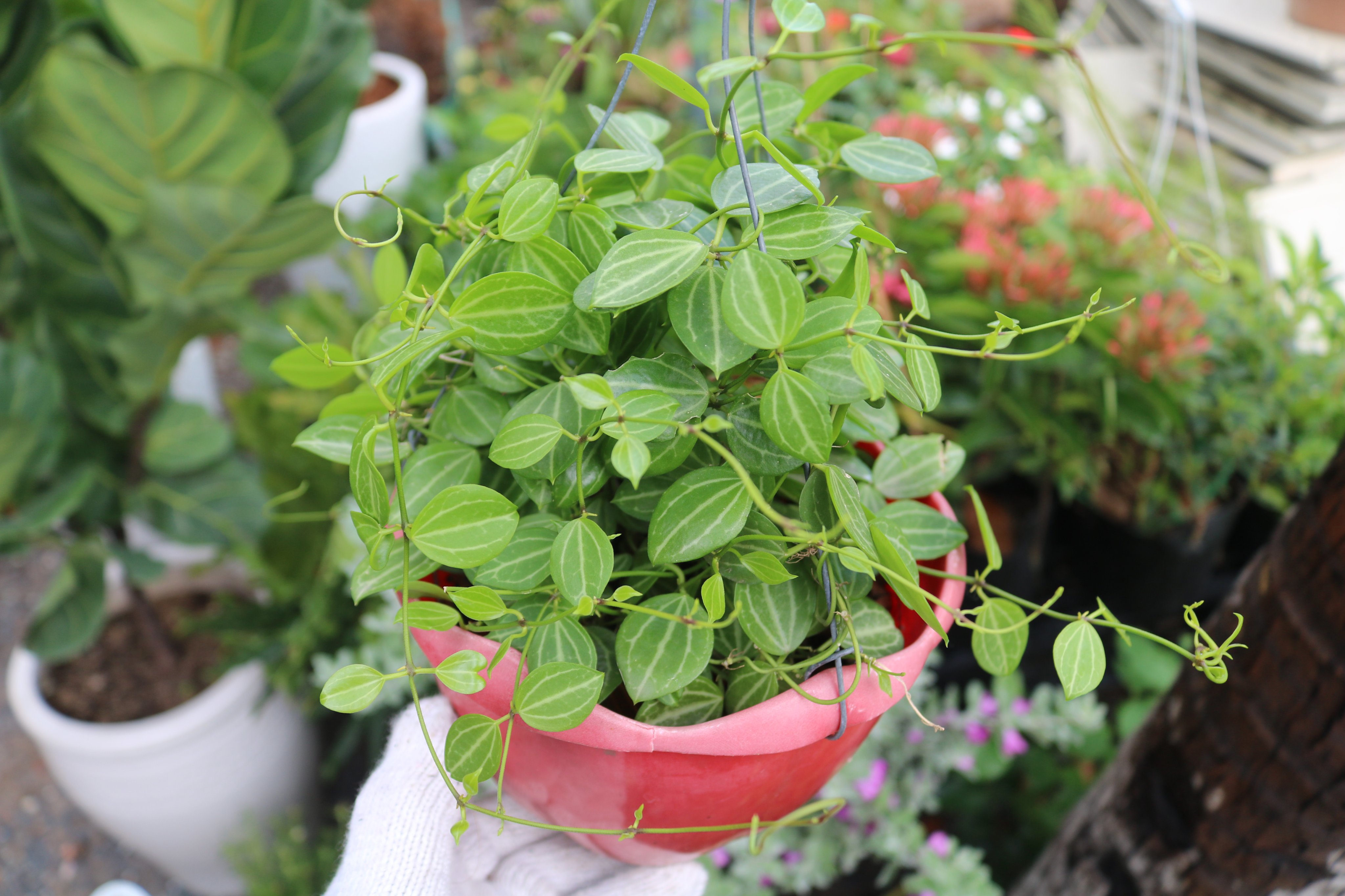 Chậu Treo Cây Hột Xoàn