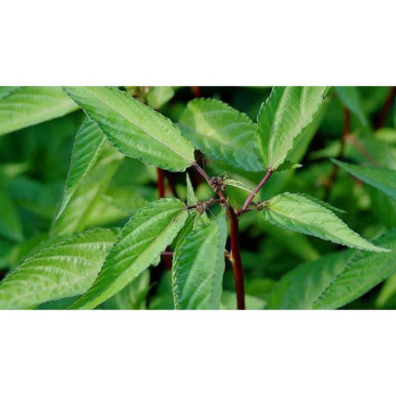 Hạt giống rau Đay Đỏ 20gram