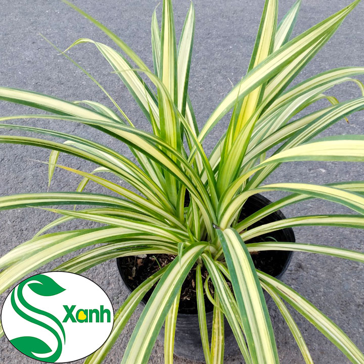 Cây Dứa Vàng, Cây Cảnh Sân Vườn