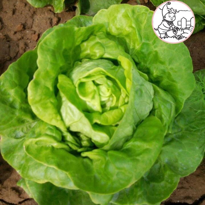 Hạt giống xà lách Búp - Gói 2 gram