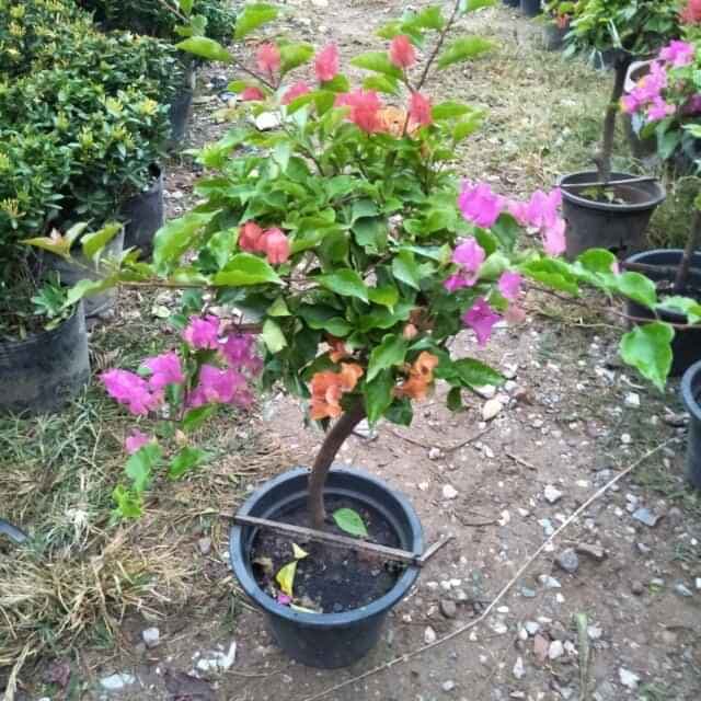 4 CÂY HOA GIẤY NGŨ SẮC ( cây giống)