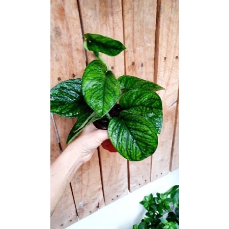Cây trầu bà hạnh phúc Monstera Peru