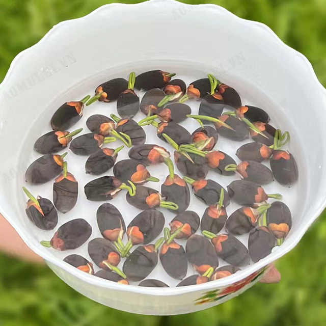 Home ornamental lotus seeds Bowl Of Lotus Seeds Mixed Color Open Lotus Seeds 20Capsules