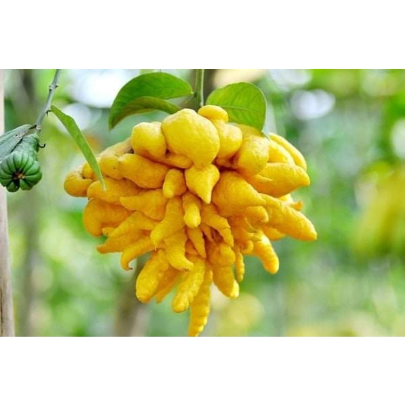 Cây giống phật thủ siêu trái (siêu sớm)