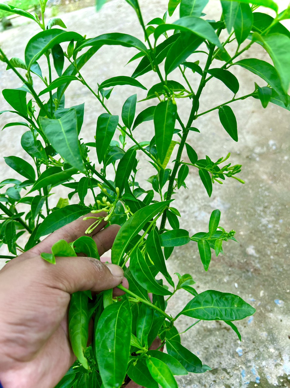 Cây dạ lý hương đang hoa thơm ngát