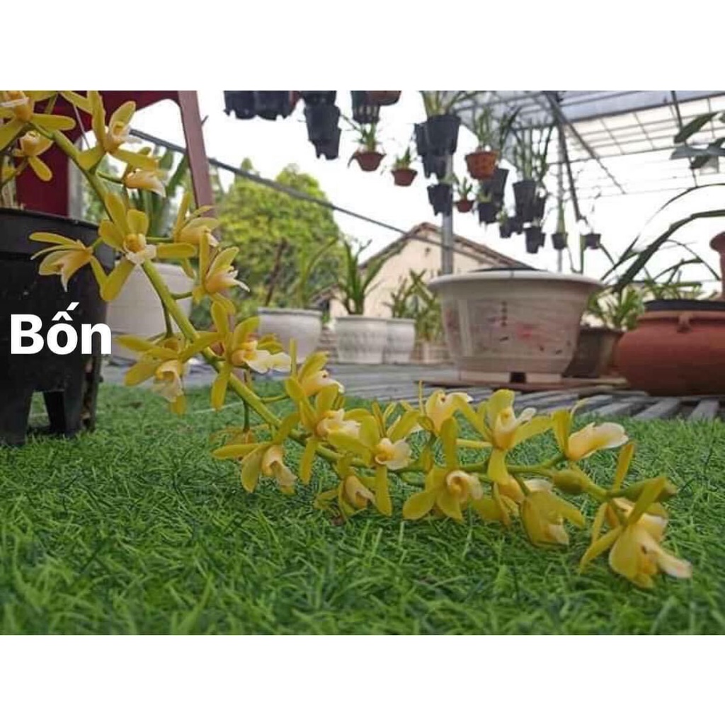 Hoa Lan kiếm Thái(1 cây) HOA TẾT