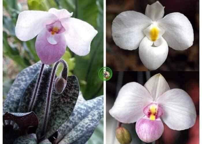 Hoa Lan hài hồng(1 cây) qq