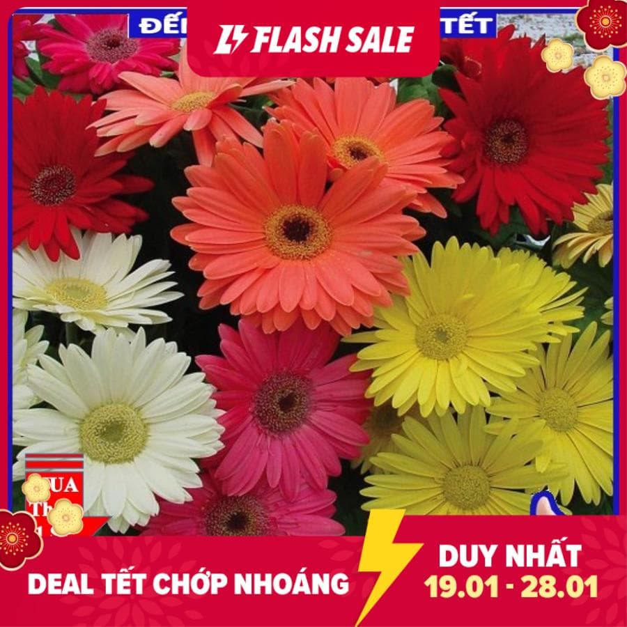 HG7 GÓI 100 HẠT GIỐNG HOA ĐỒNG TIỀN MIX