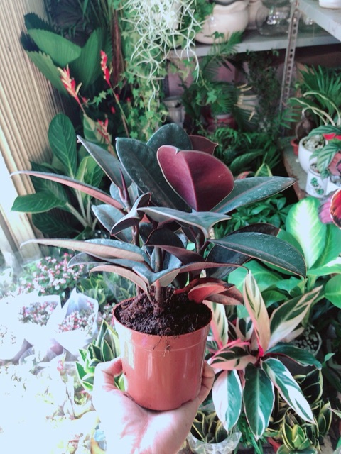 Cây Búp Đa Đỏ