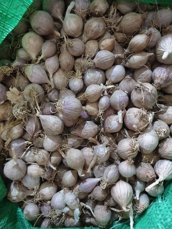 [1kg] Tỏi loại 3 dùng để ngâm tượu, mật ong