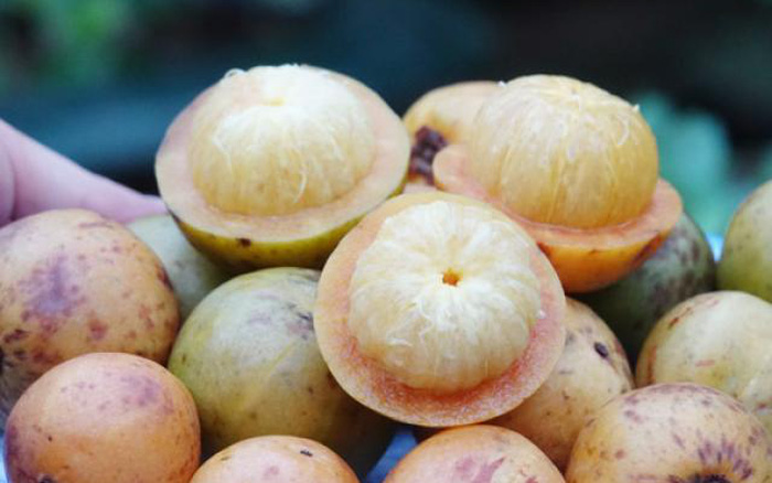 măng cụt vàng - cây giống nhập khẩu