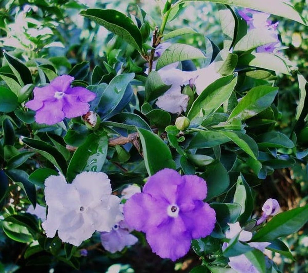 CÂY giống hoa nhài nhật tím đổi màu