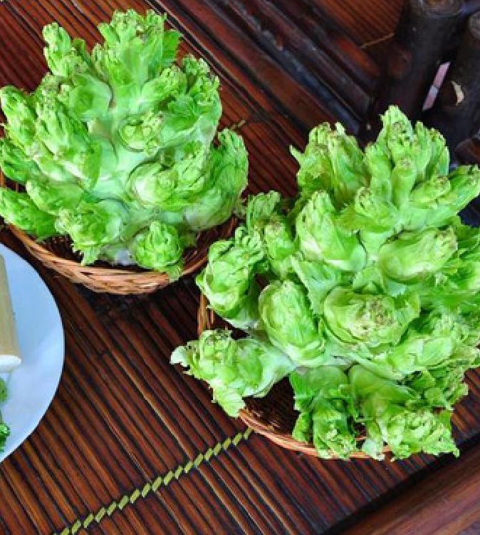 Hạt giống cải mầm đá F1 - 0.2 gr/gói