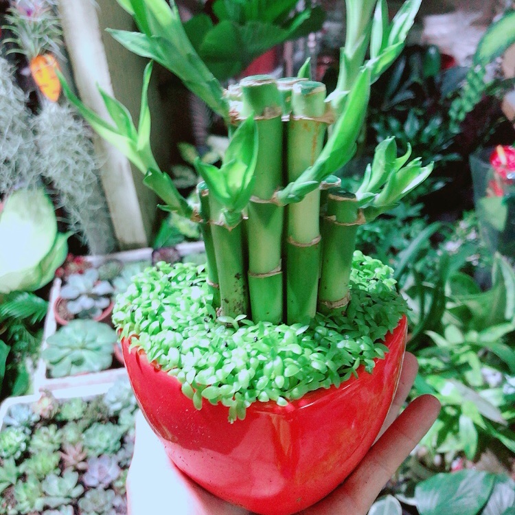 Chậu Trúc Phát Tài