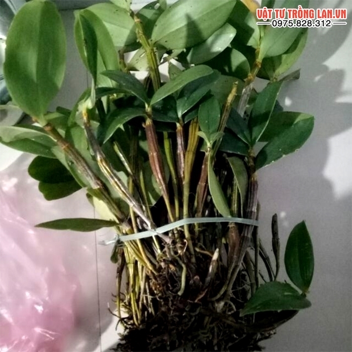 Lan kiều dẹp rễ khỏe ấm chậu