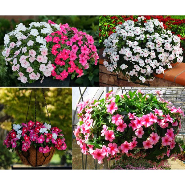 HẠT GIỐNG HOA DỪA CẠN RỦ MIX