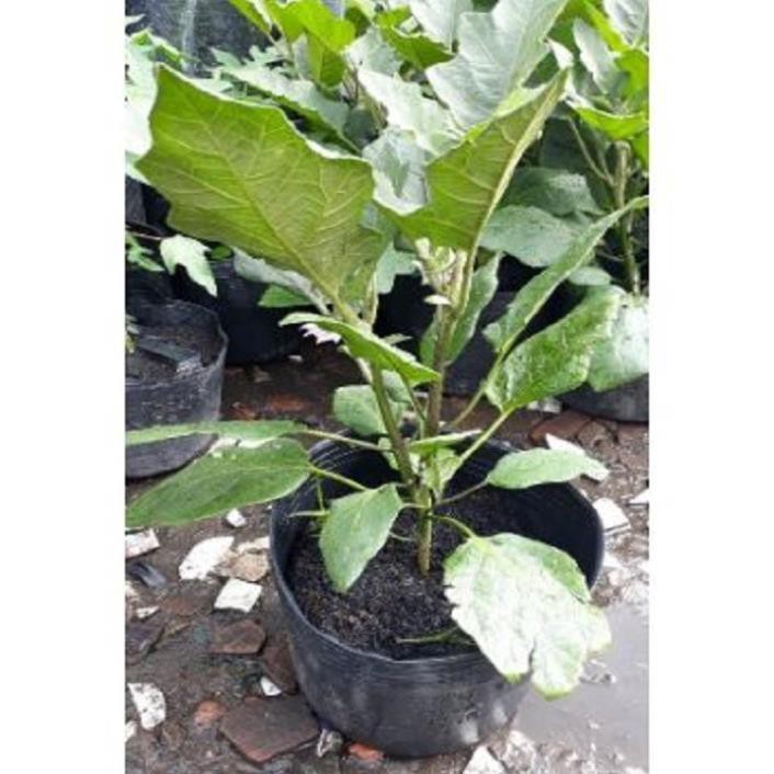 Nguyên chậu cây giống cây cà tím dài
