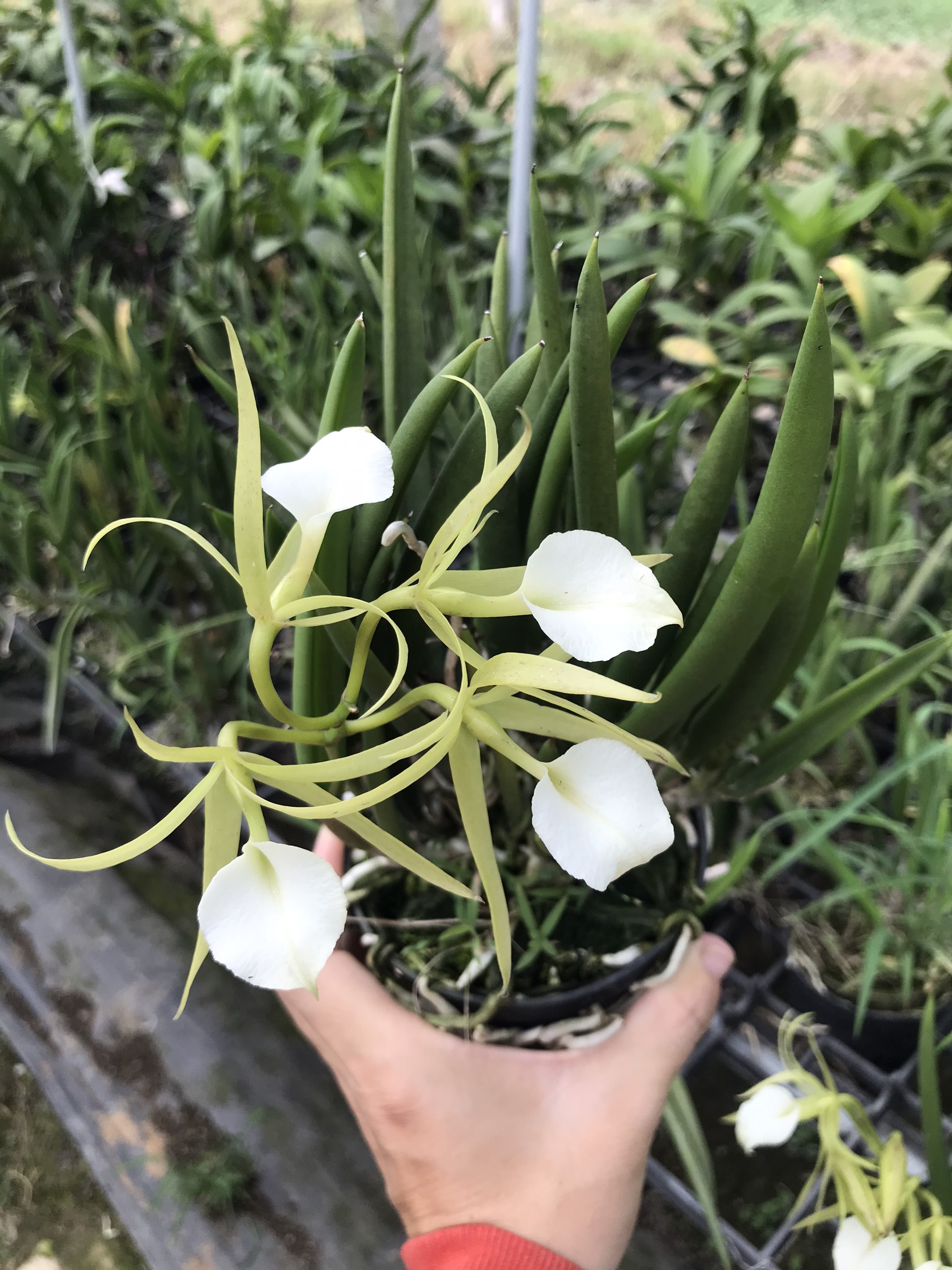 Hoa lan Brass nữ hoàng bóng đêm
