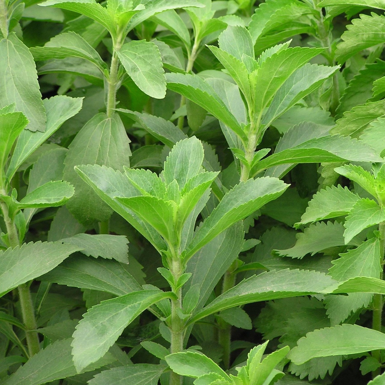 Gói 5  hạt giống Cỏ Ngọt Stevia
