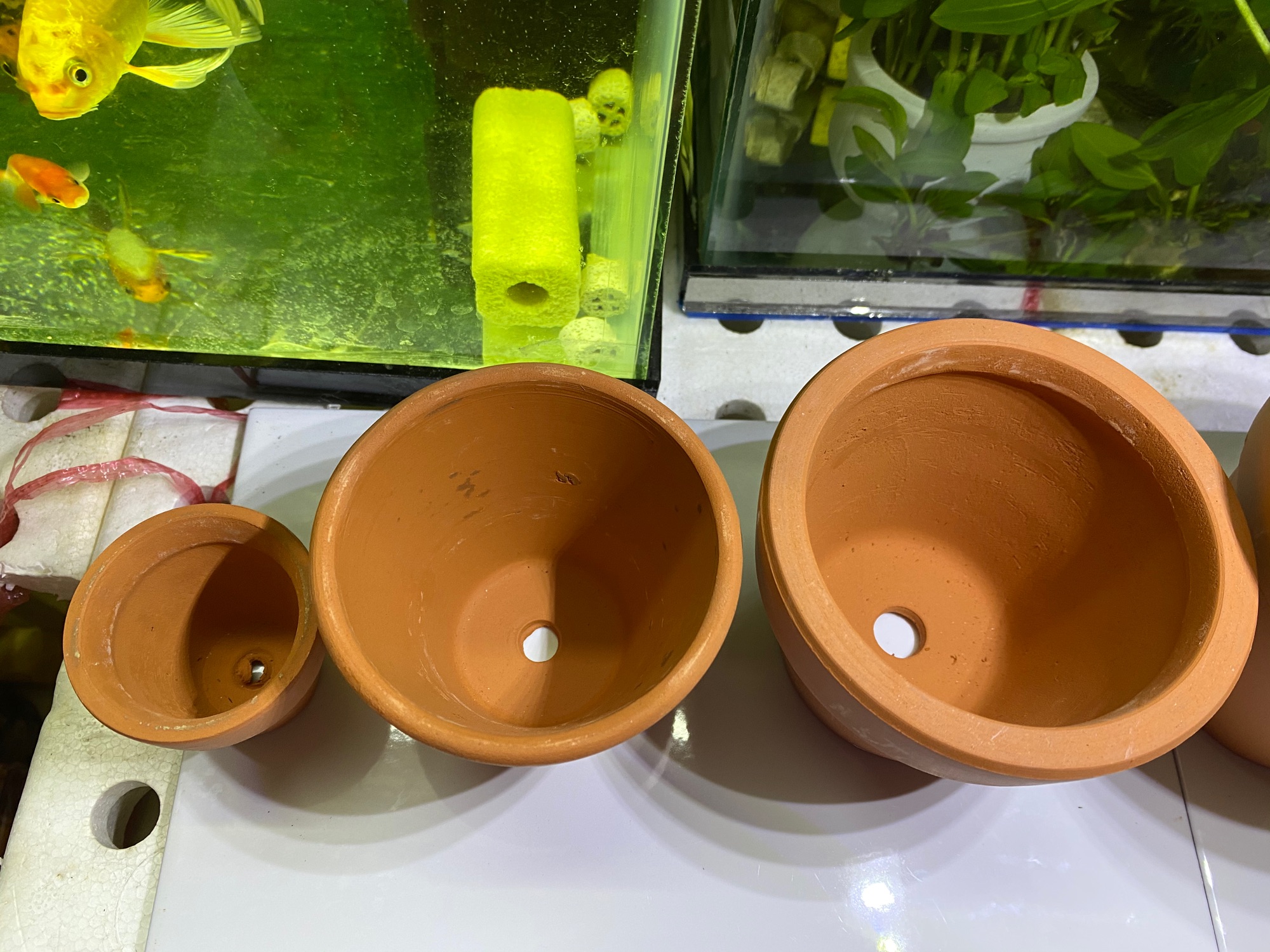 COMBO 5 CHẬU ĐẤT NUNG - TRỒNG SEN ĐÁ XƯƠNG RỒNG
