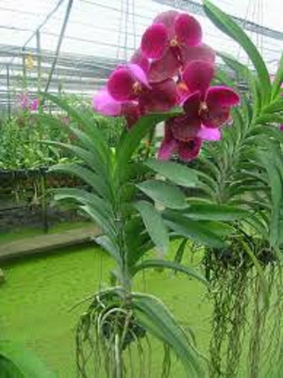 cây giống lan vanda, hàng nhập thái lan, đủ màu