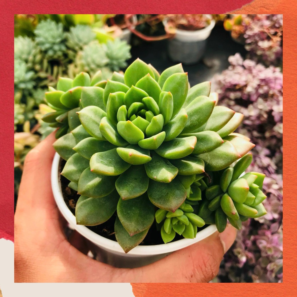SEN ĐÁ MẶT TRỜI SIZE TRUNG BÌNH LỖI 1 ĐỔI 1 SIÊU CUTE