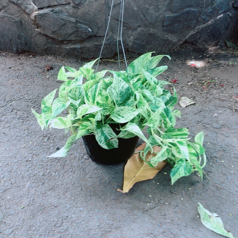Trầu Bà Sữa Leo