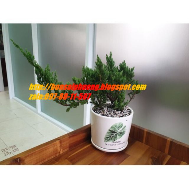 cây họa tùng bonsai mini