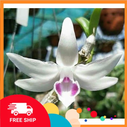 Hoa phong lan phi điệp 5ct hiển oanh, giá rẻ cây tươi tốt