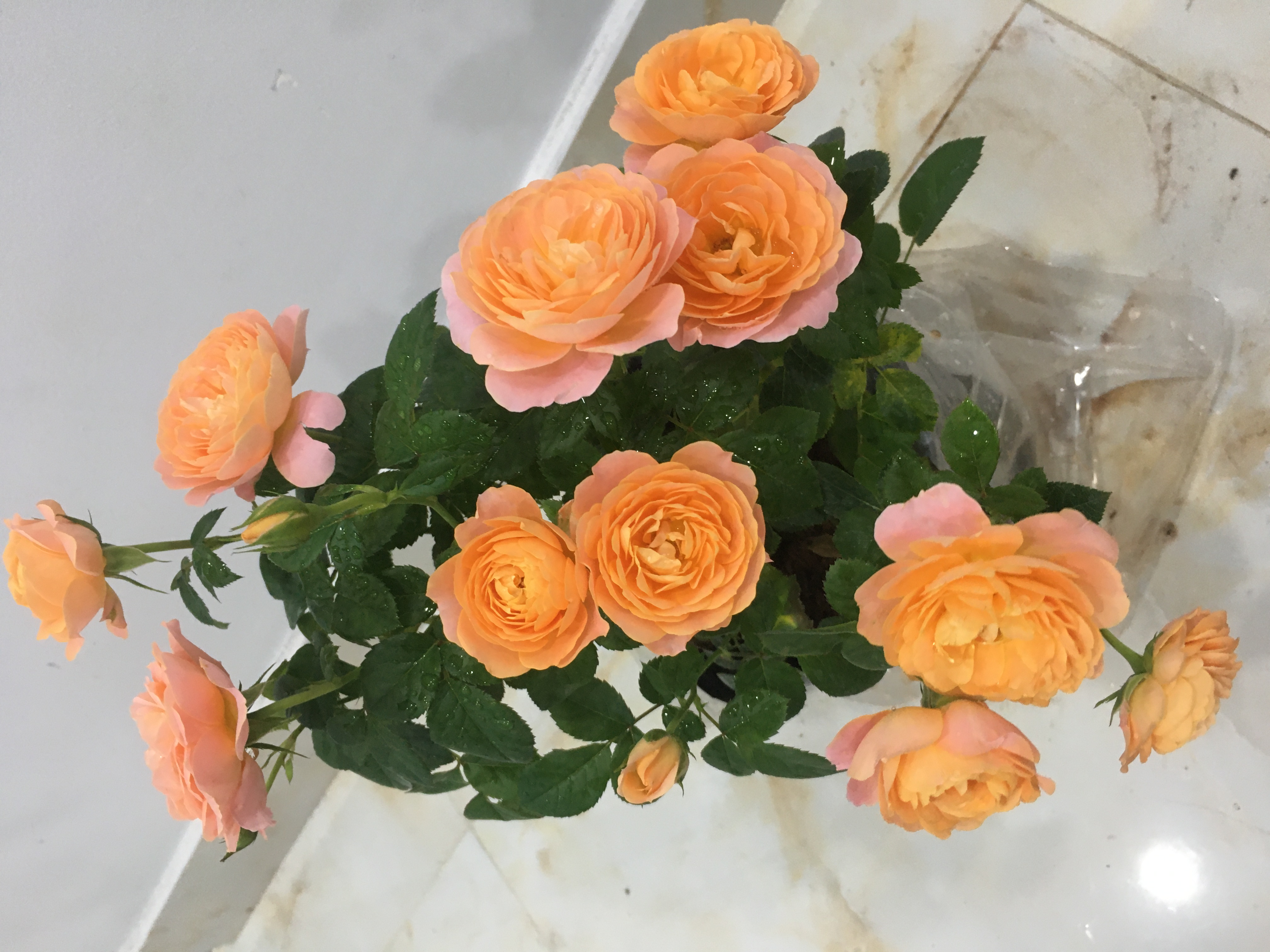 Hoa hồng Ngoại Tezza Cam cá hồi Rose