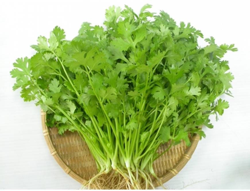 Hạt Rau Ngò Rí - Gói 20 Gram