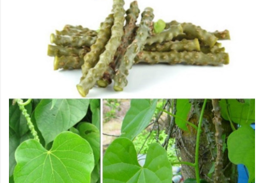 Cây thần thông khô 500gr