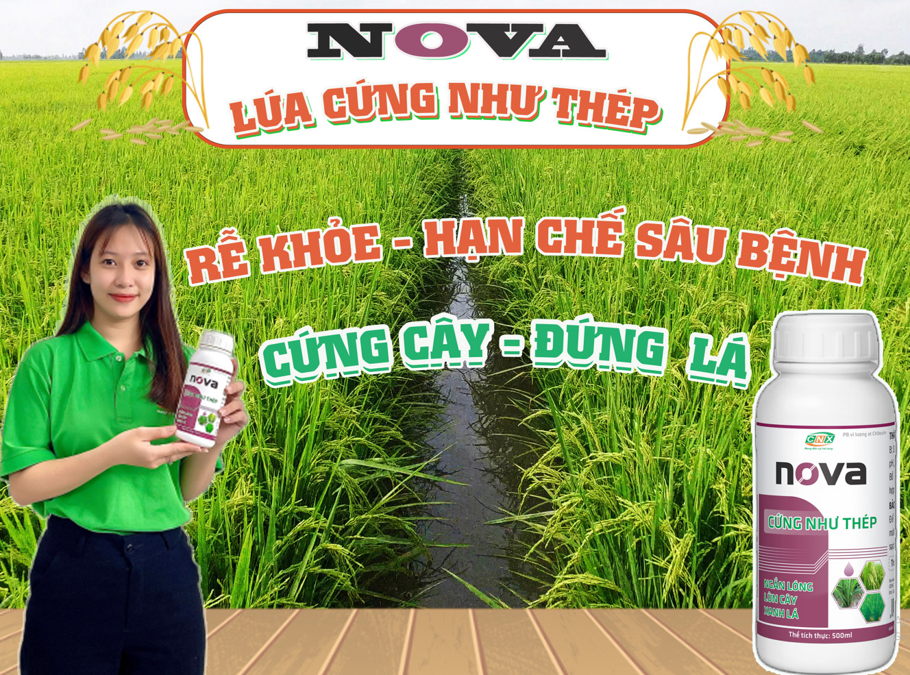 Nova - Cứng cây, dầy lá