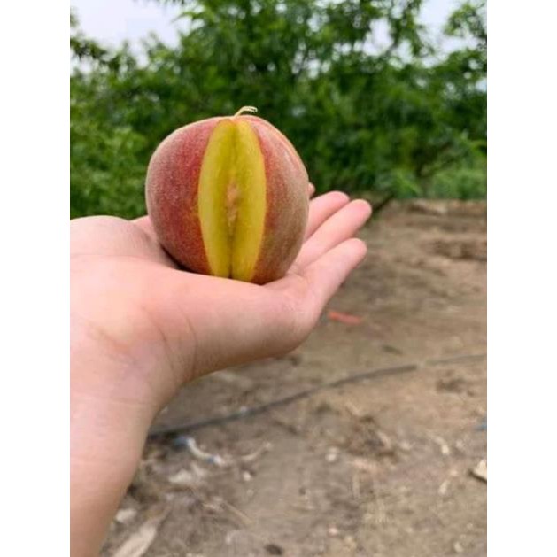 Cây giống Đào ăn quả (tặng 2 cây quế giống)